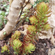 sedum